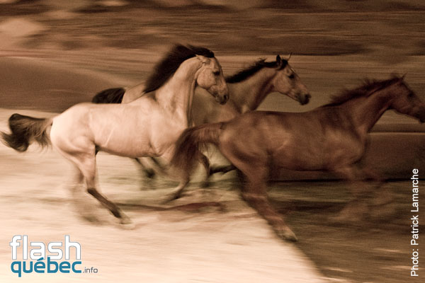 PremiÃ¨re du magnifique spectacle de Cavalia au Quartier dix-trente sous les chapiteaux - Aucune utilisation permise de cette image n\'est permise sans l\'autorisation Ã©crite du photographe - patrick@flashquebec.info
