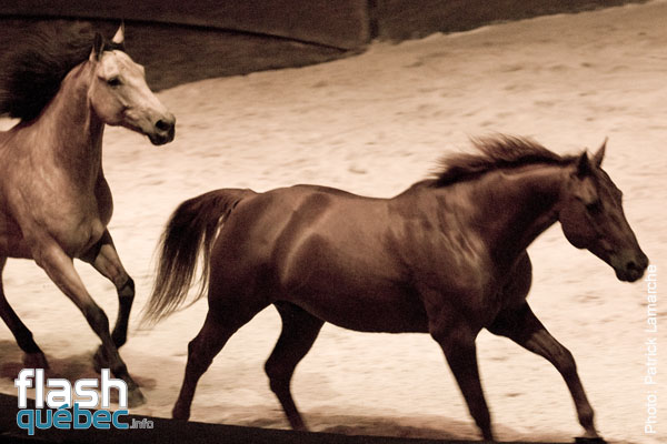 PremiÃ¨re du magnifique spectacle de Cavalia au Quartier dix-trente sous les chapiteaux - Aucune utilisation permise de cette image n\'est permise sans l\'autorisation Ã©crite du photographe - patrick@flashquebec.info