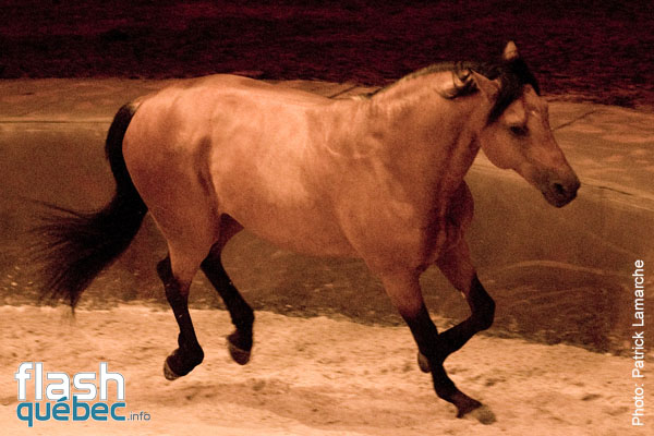 PremiÃ¨re du magnifique spectacle de Cavalia au Quartier dix-trente sous les chapiteaux - Aucune utilisation permise de cette image n\'est permise sans l\'autorisation Ã©crite du photographe - patrick@flashquebec.info