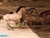 PremiÃ¨re du magnifique spectacle de Cavalia au Quartier dix-trente sous les chapiteaux - Aucune utilisation permise de cette image n\'est permise sans l\'autorisation Ã©crite du photographe - patrick@flashquebec.info