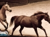 PremiÃ¨re du magnifique spectacle de Cavalia au Quartier dix-trente sous les chapiteaux - Aucune utilisation permise de cette image n\'est permise sans l\'autorisation Ã©crite du photographe - patrick@flashquebec.info